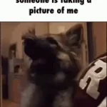 Everytime i see a homeless person they got a dog