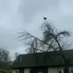 Screaming chicken on tree meme