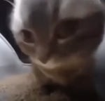 Chipi chipi chapa chapa cat