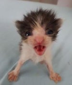 Arabic man naming cats