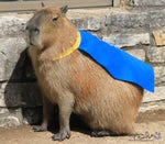 Royalistiq When The Sky Falls (Wutro Hardstyle Remix)