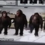 Monos Baile XD