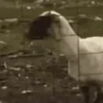 Scary Screamer - Sound Effect (Free) (LOUD)