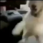 laughing-dog-geeking