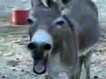 Laughing Donkey