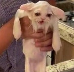 A pofádat befogod - Sound