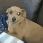 pinto de cachorro assado (Lento) - Sound