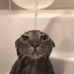 echate gatito una surrada azul