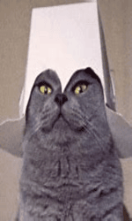 why are you gay W5G134P