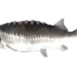 funky town low quality fish