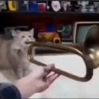 Cat saxophone