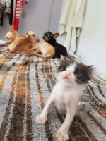 real making weird asf noises