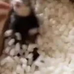 TÉTÉ EN BRINGELLE MIX - Gogolaboite