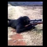 SNIPER MONKEY