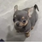 caldruki fart complete