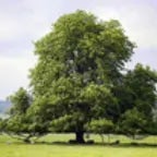 birdhouse alert (copy)