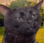 scizzie aquatic ambience