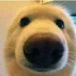 Golden Brown - The Stranglers