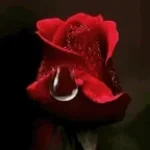 hat-mich-gebissen-die-rose