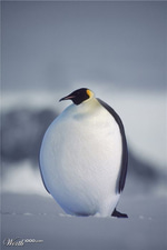 im da biggest bird