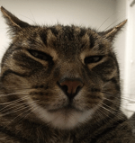 Defusing Sound Valorant Prank