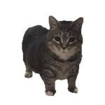 Kifness x Levan Polkka club remix