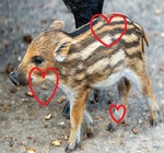 Zaluzja Spiwor Official Audio