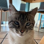 Andrew Tate's Theme Song