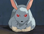 not because you're a rabbit