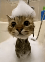 Mr.Bombastic (tiktok remix)