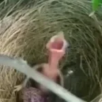 chicken scream