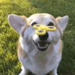 bark-fart