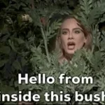 HELLO INSIDE THIS BUSH