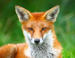 Fox, crying 1