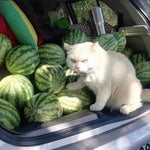 Heaven Pierce Her ORDER (ULTRAKILL P 1 Theme #2)