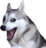 im spongebob - Sound