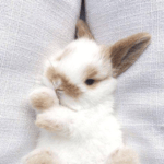 Hello Sound Effect(Girl Voice) Sound Hub - Sound