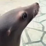 Seal_Guak_Guak