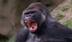 Angry Gorilla Sound Effect