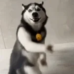 Dog laughing funk