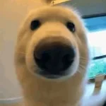 dogsayinghi