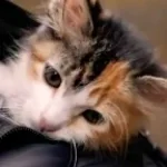 Baby Kittens Without Mommies