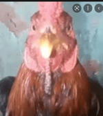 CHICKEN BEATBOX REMIX