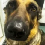 DOG WHINING MEME🔥🔥🔥