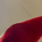 Papagaio preto,canta papagaio kkkk