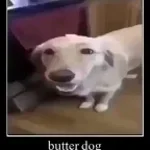 Butter dog type beat