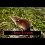Hateful Shrew (copy)
