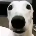 scared dog