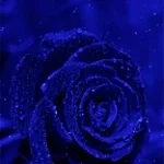 Automotivo Rosa Azul