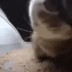 chipi-chipi-chapa-chapa